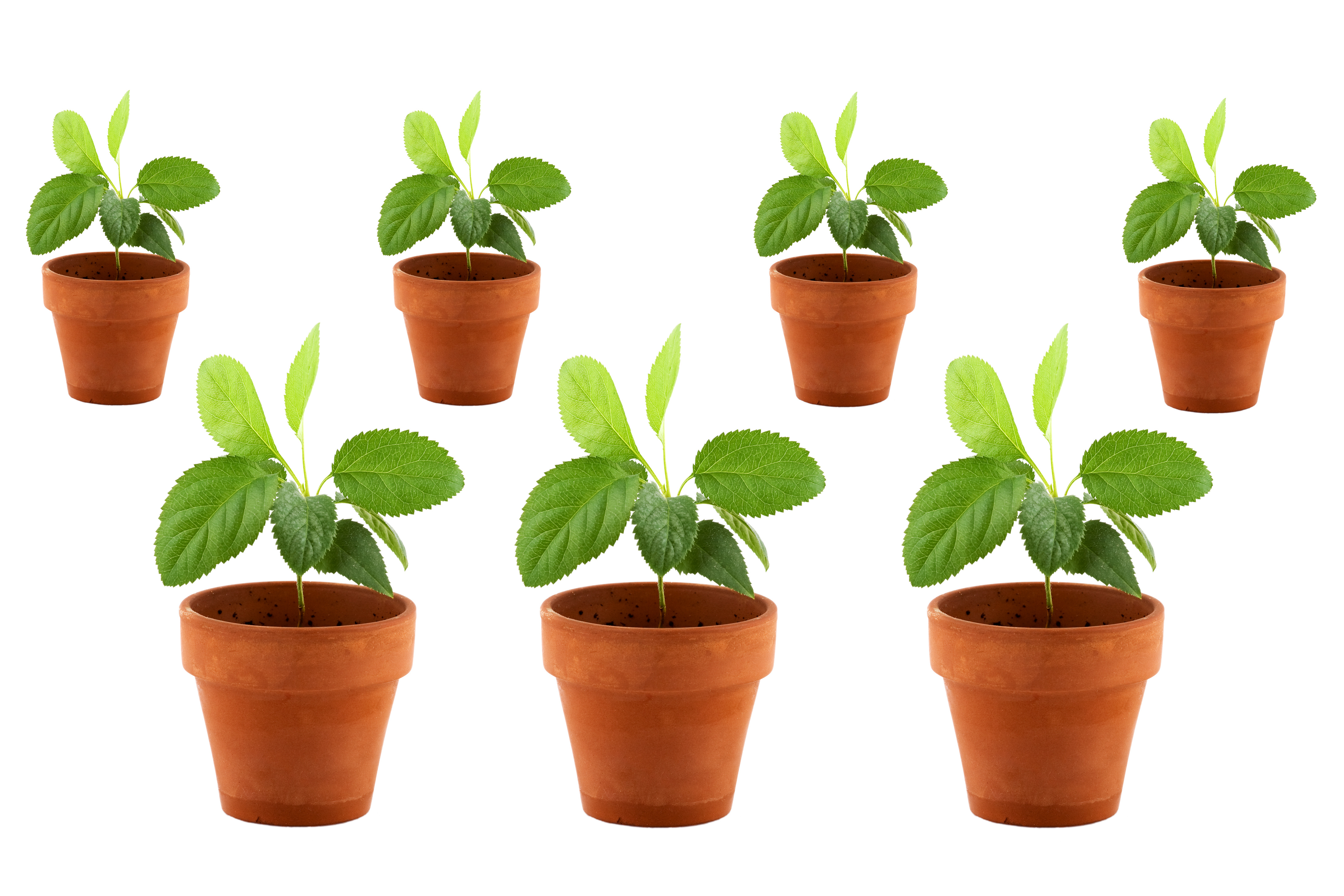 Concept petite pousse