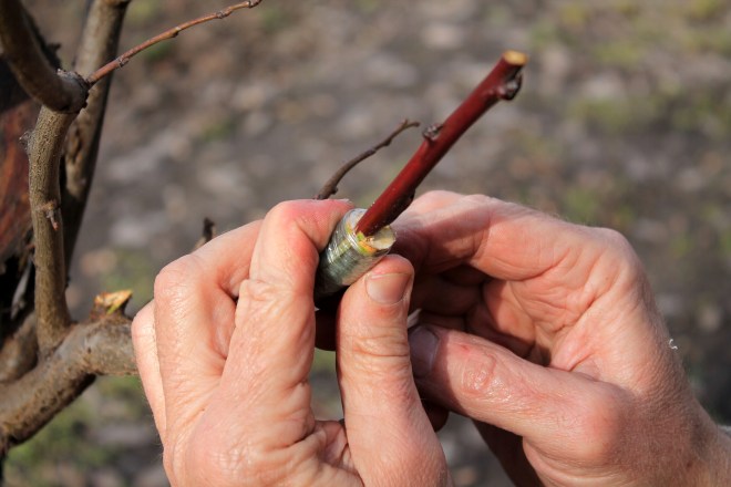 Gardener holds branch of fruit tree in his hands with finished grafting. Closeup.