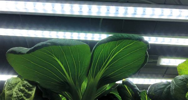 37411_Nelson_garden_LED_Plantelys__Lyslist_startpa_1