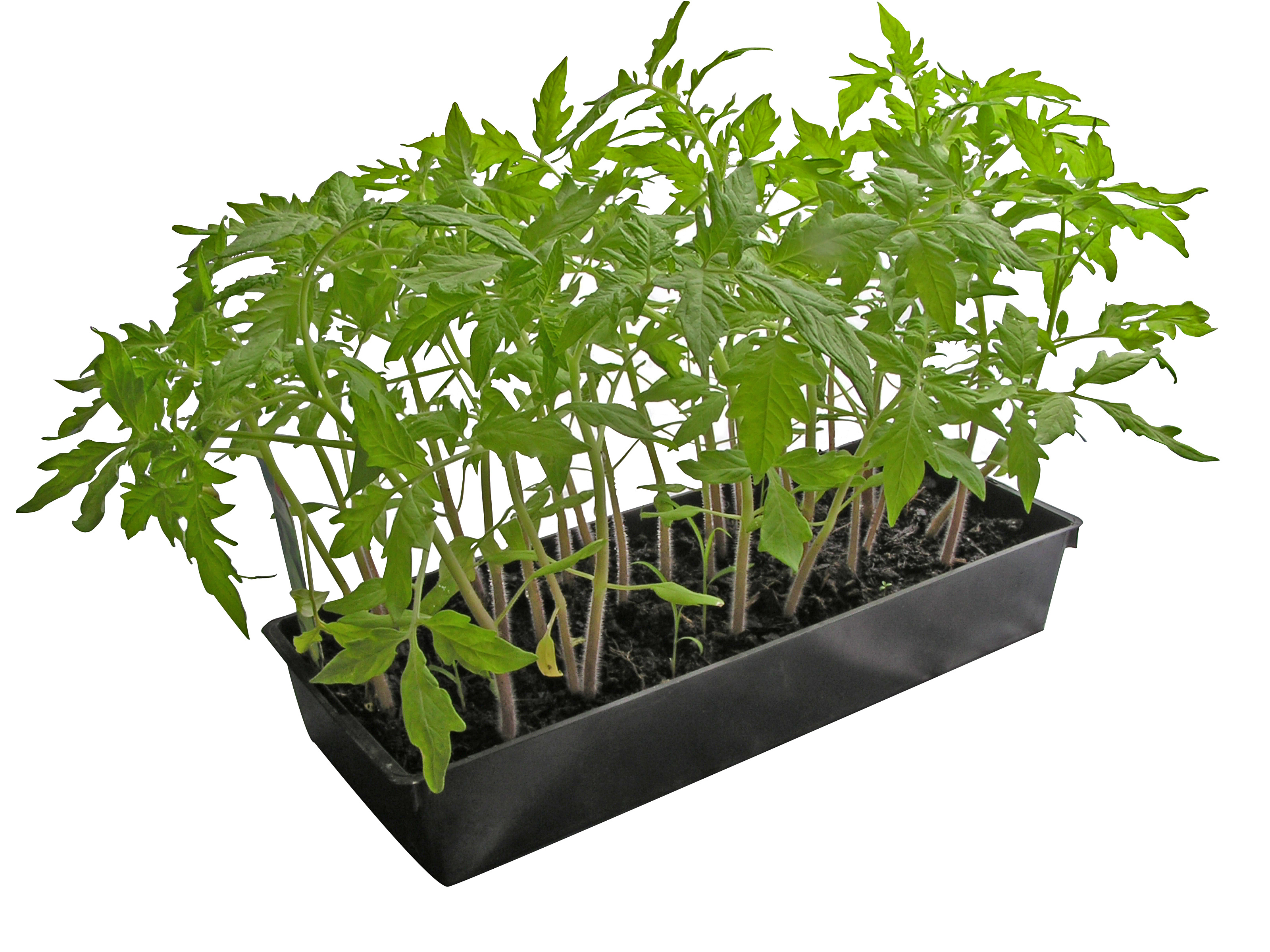 1084 - plants de tomates (détourage incorporé)