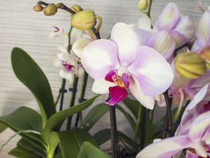 Phalaenopsis orchid. Beautiful flowers macro.