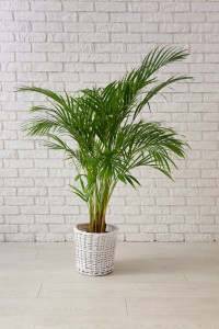 Decorative Areca palm near white brick wall