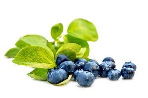 Blaubeeren oder Kulturheidelbeeren mit Blättern, freigestellt vor Weiß