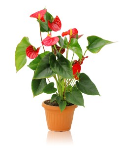 Anthurium