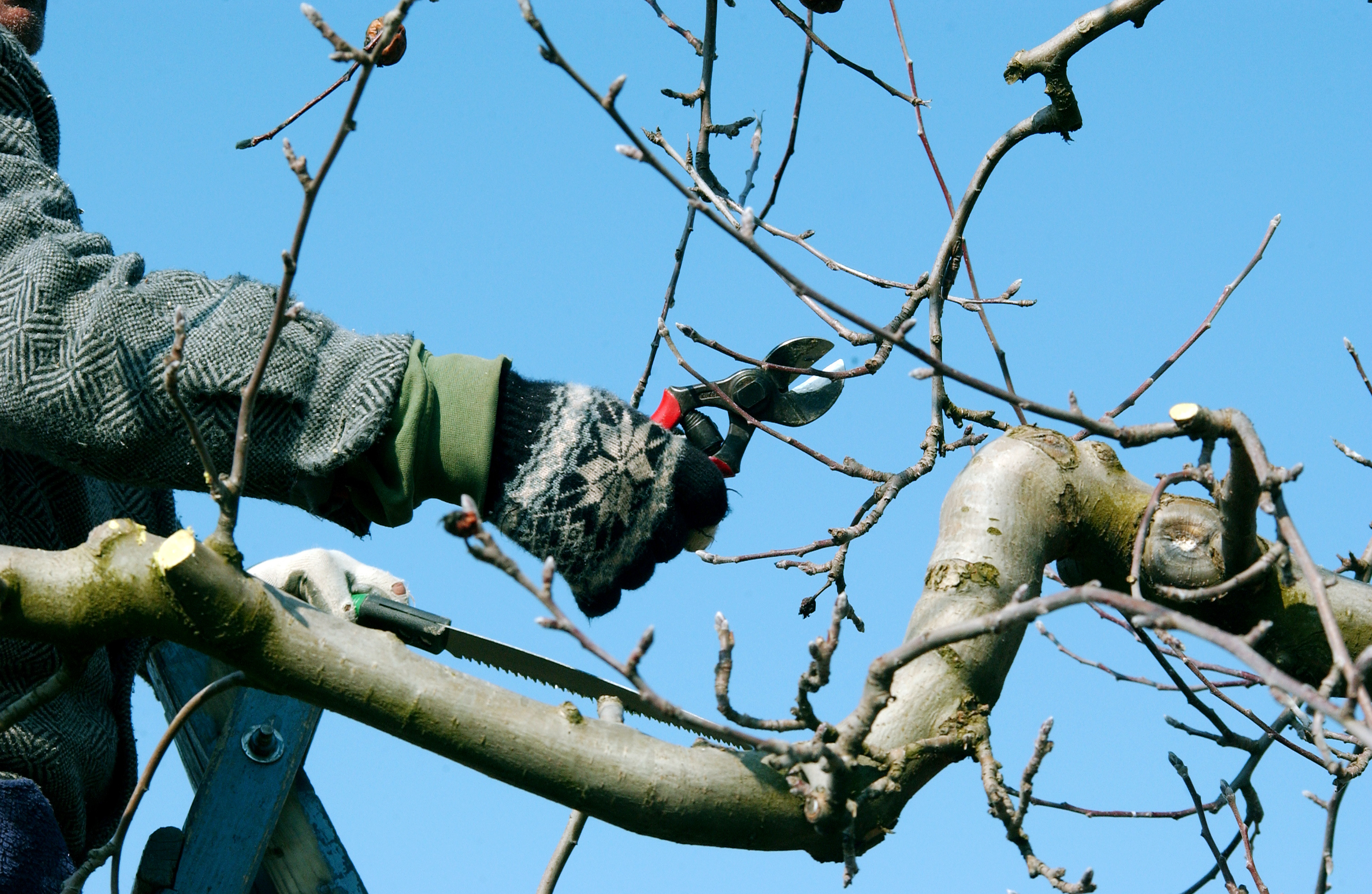 Pruning apple tree