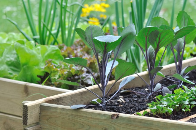 semis dans carré potager