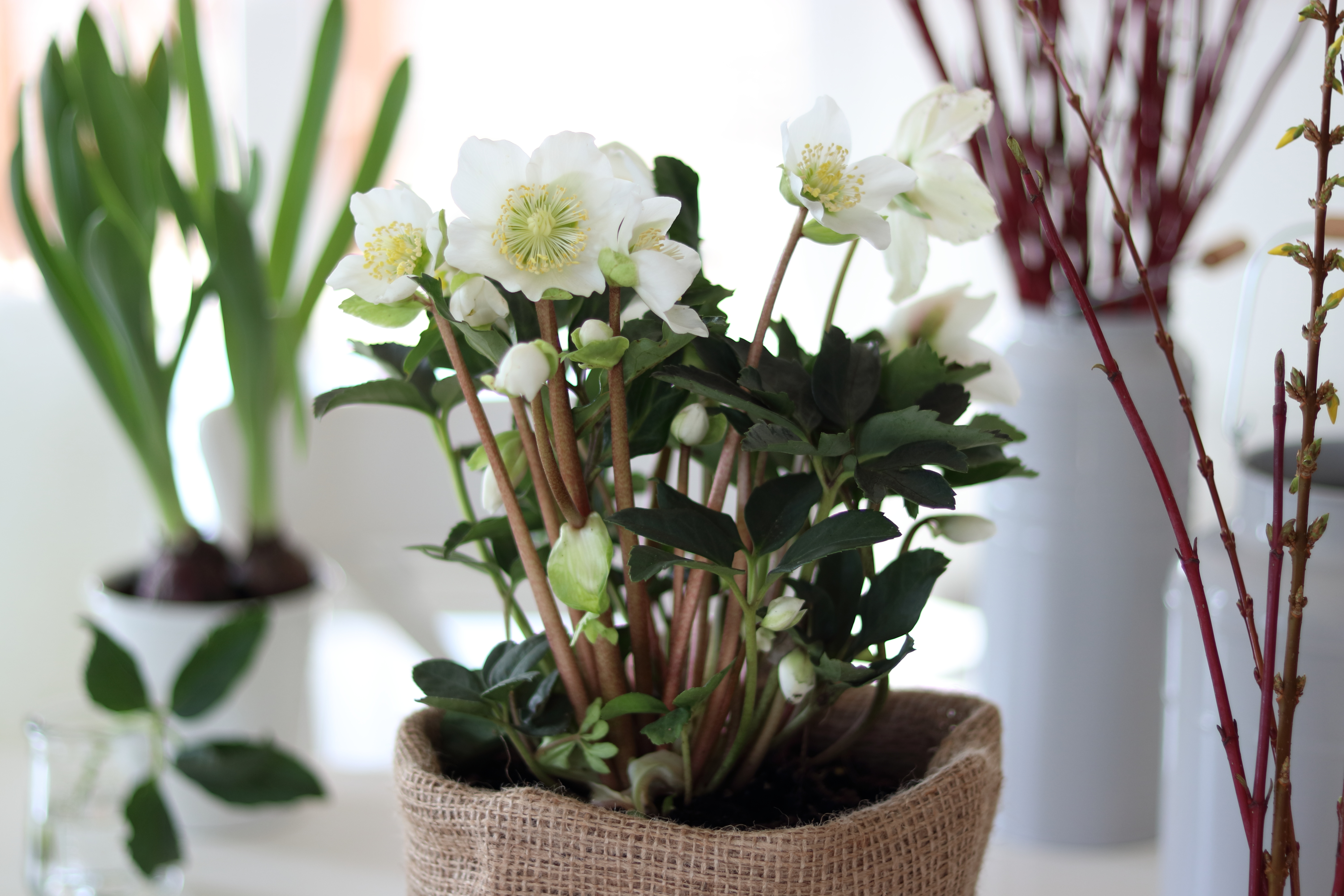 Helleborus Niger - ciemiernik