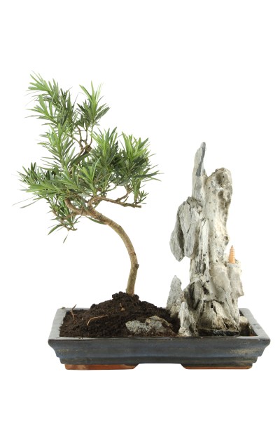 Bonsai