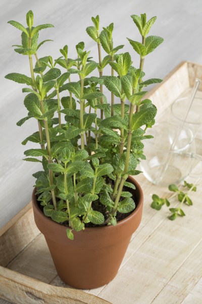 Terracotta  pot with Mentha spicata, Moroccan mentha