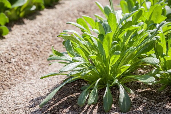 Mibuna greens growing in a farm