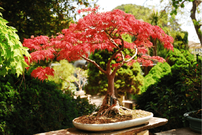 Bonsai-8